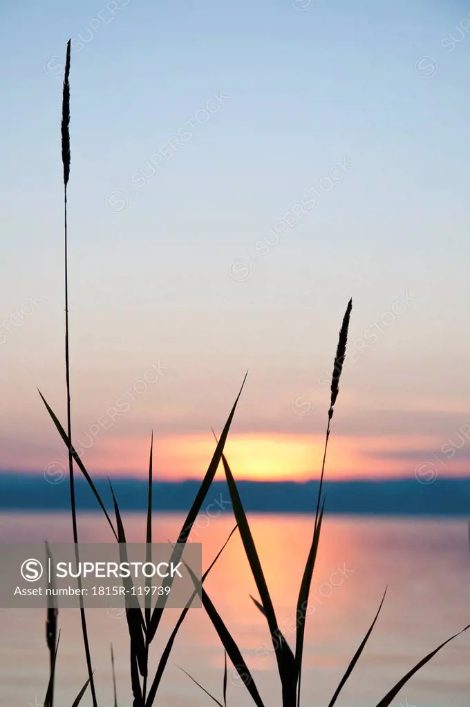 Germany, Bavaria, View of Lake Ammersee with reed in foreground