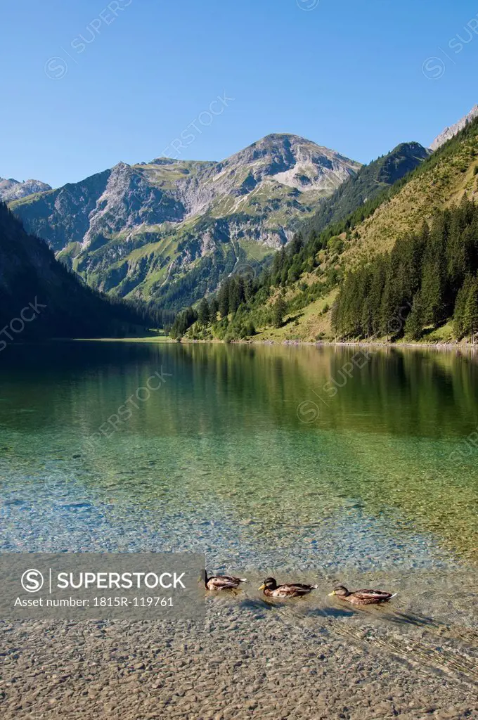 Austria, View of Lake Vilsalpsee, ducks in foreground