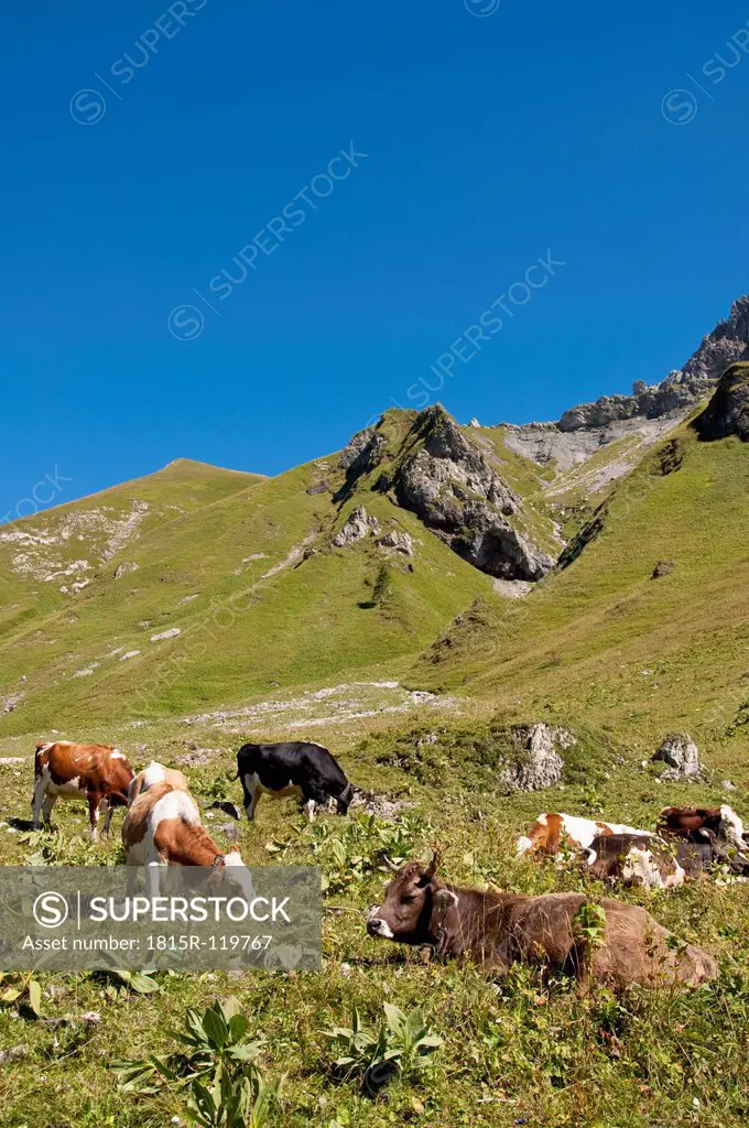 Austria, Cows grazing on meadow in Tannheim Alps