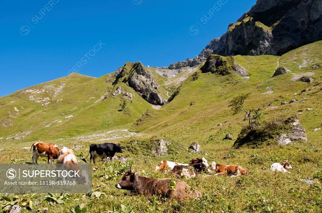 Austria, Cows grazing on meadow in Tannheim Alps