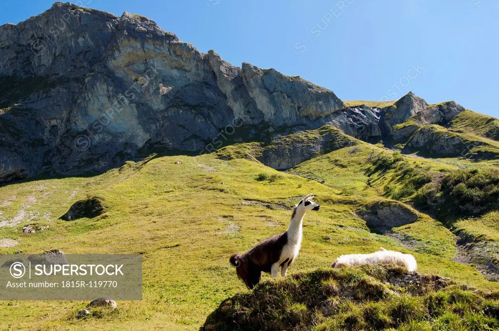 Austria, Llama on alpine meadow