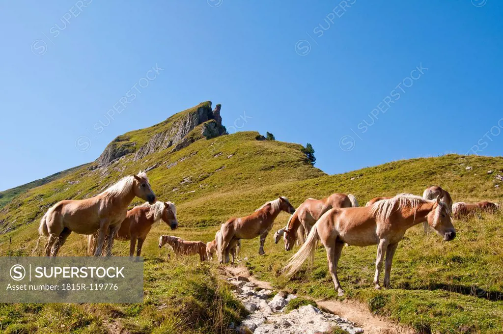 Austria, Horses standing on meadow in Tannheim Alps