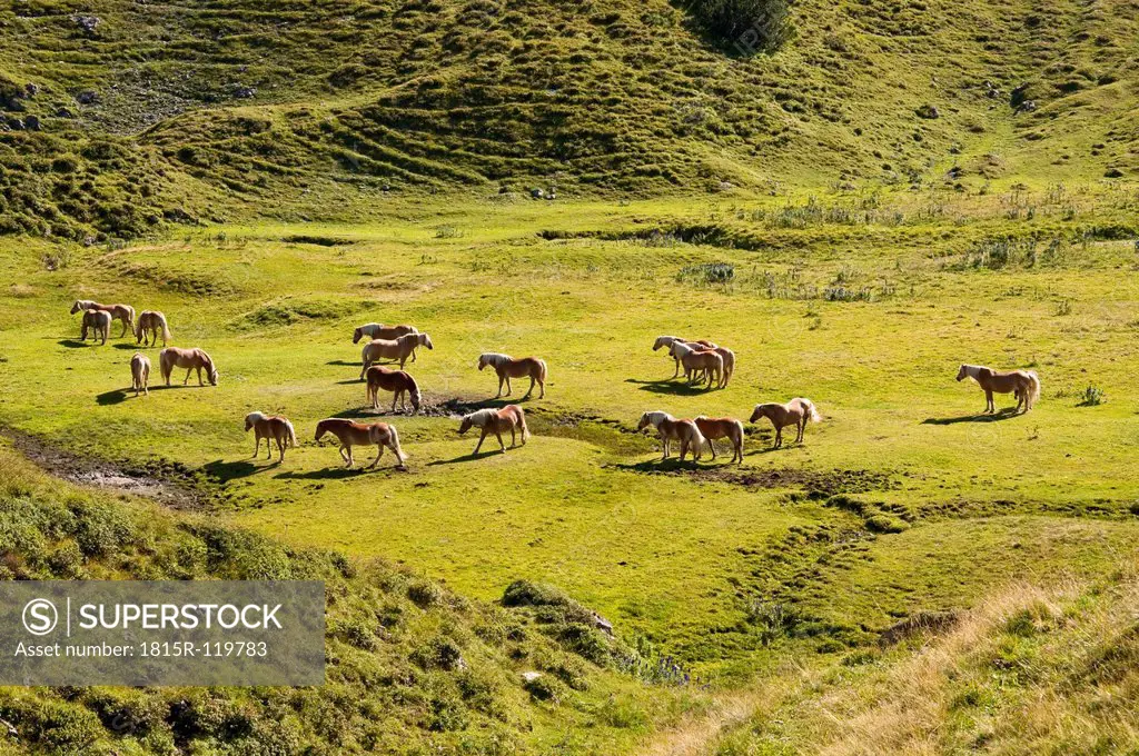 Austria, Horses standing on meadow in Tannheim Alps