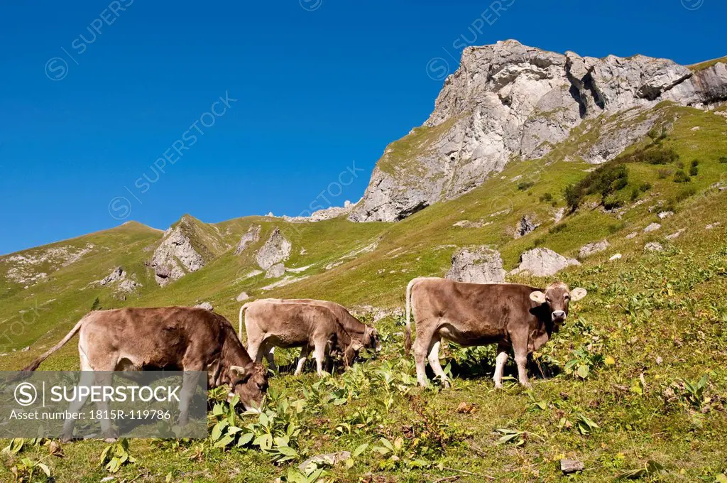 Austria, Cows grazing on alpine meadow in Tannheim Alps