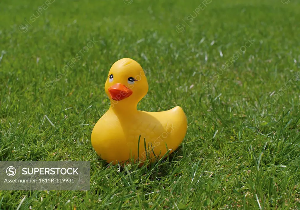 Plastic duck on grass