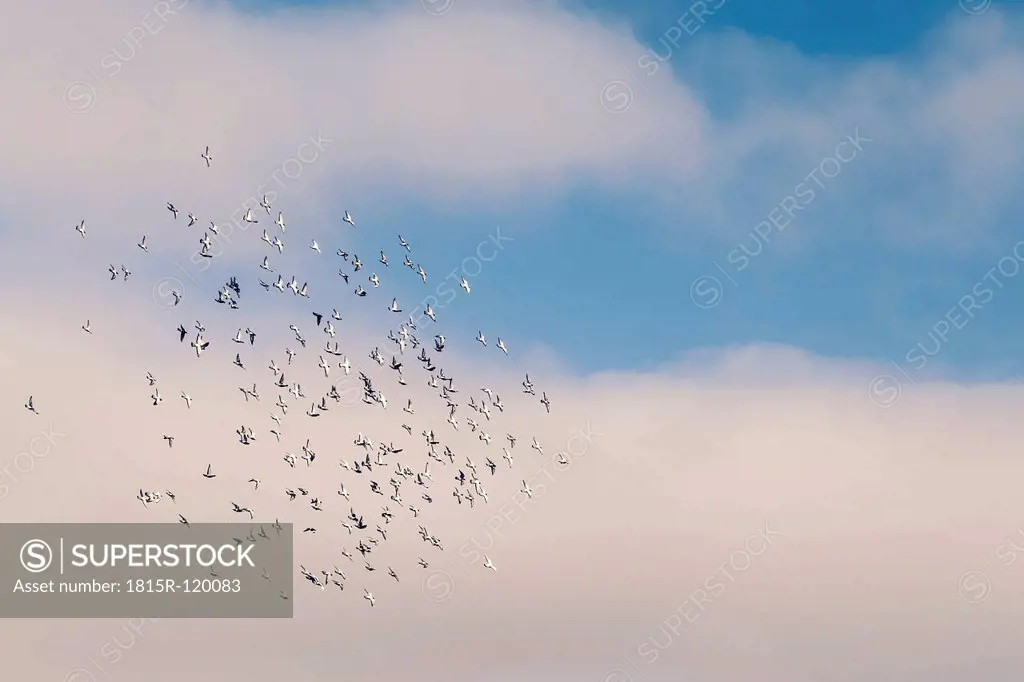 Portugal, Swarm of pigeons