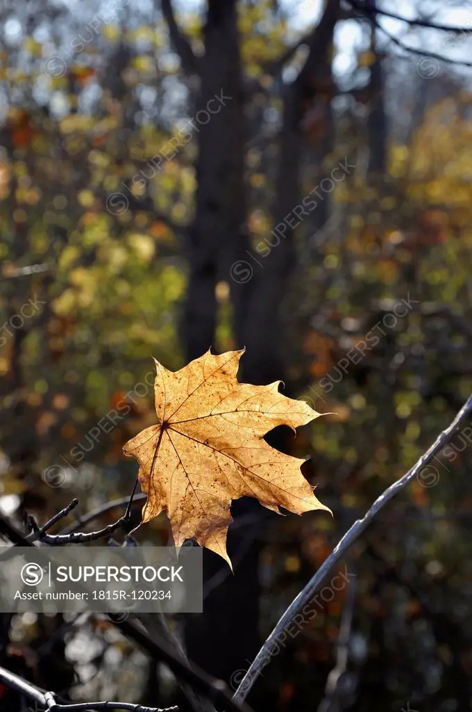Germany, Bavaria, One maple leaf in autumn