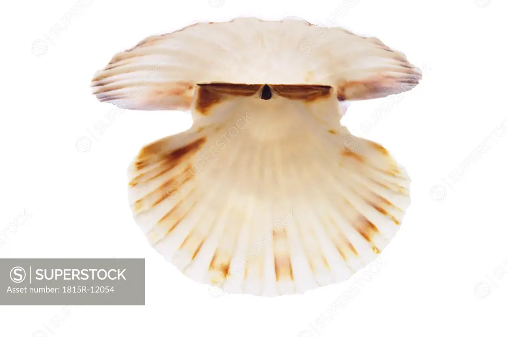 Great scallop (Pecten jacobaeus), close-up