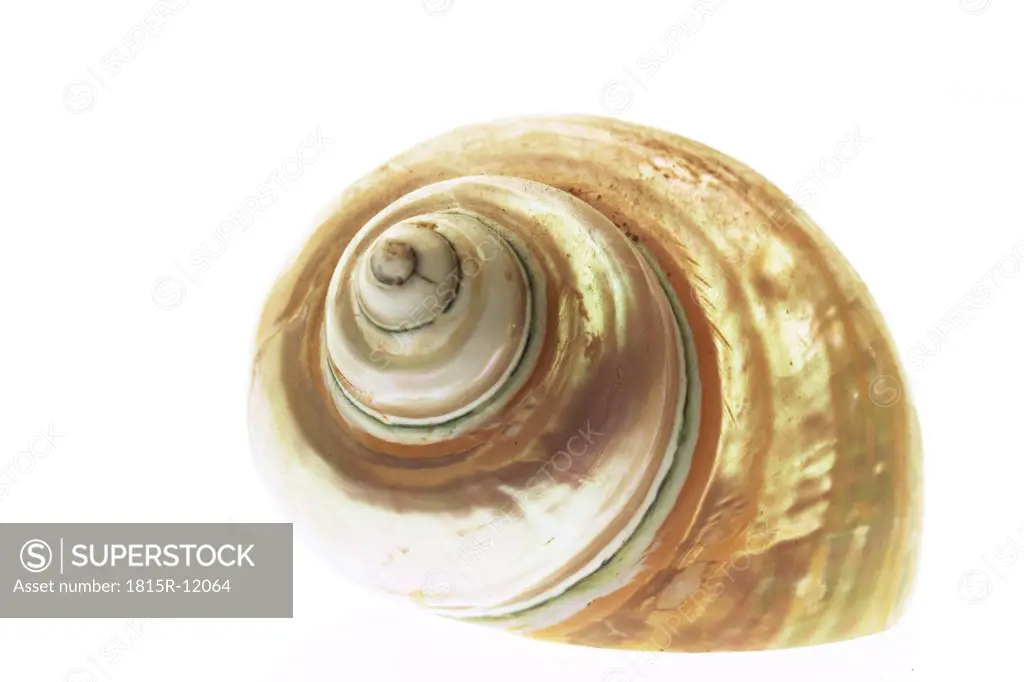 Sea shell, Turbo Silbermund