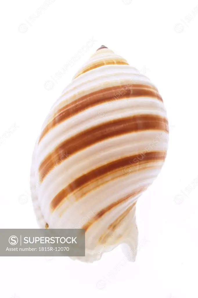 Sea shell, banded tun, Tonna Sulcosa