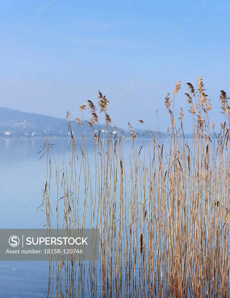 Switzerland, Lachen, Reed at Lake Zurich