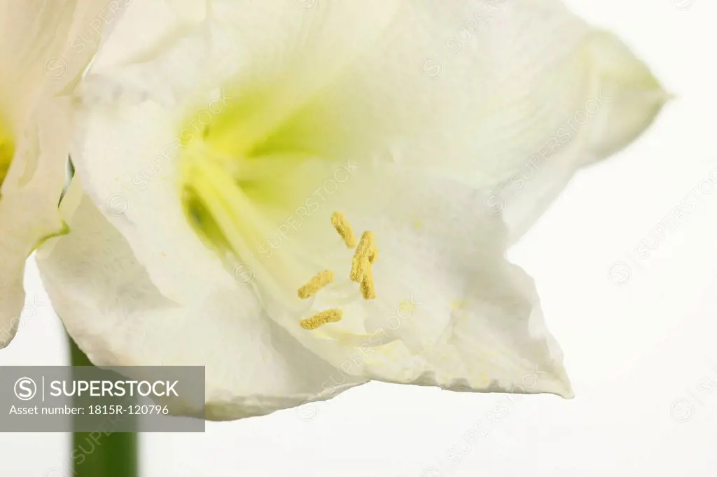 White Amaryllis against white background, close up