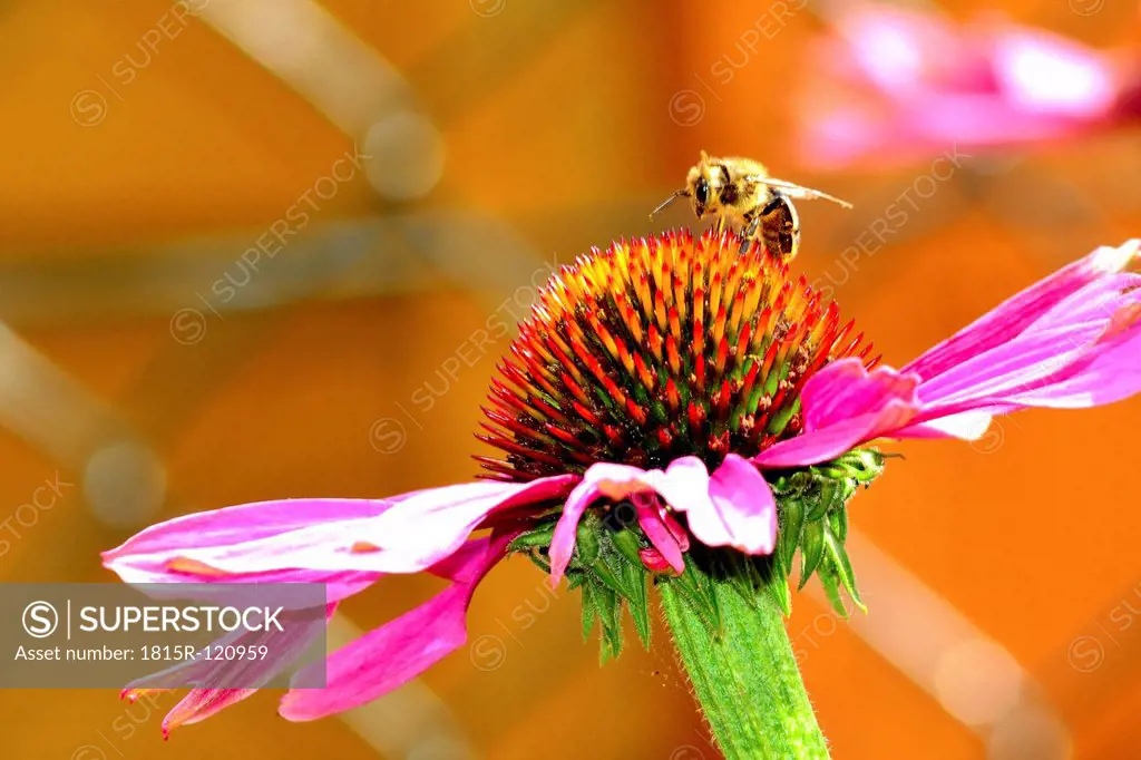 Germany, Hesse, Huenfelden, Bee on purple coneflower, close up