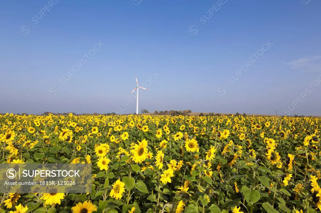 Germany, North Rhine-Westphalia, View of sunflower field with wind turbine in background