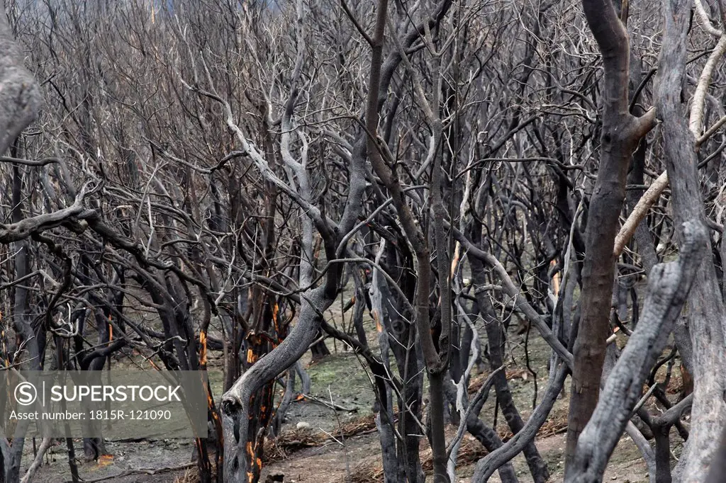 Spain, La Gomera, Fire damage in Garajonay National Park