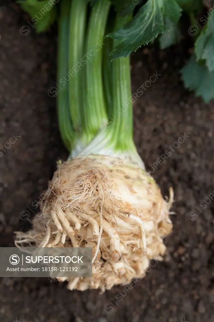Germany, Bavaria, Freshly harvested celery