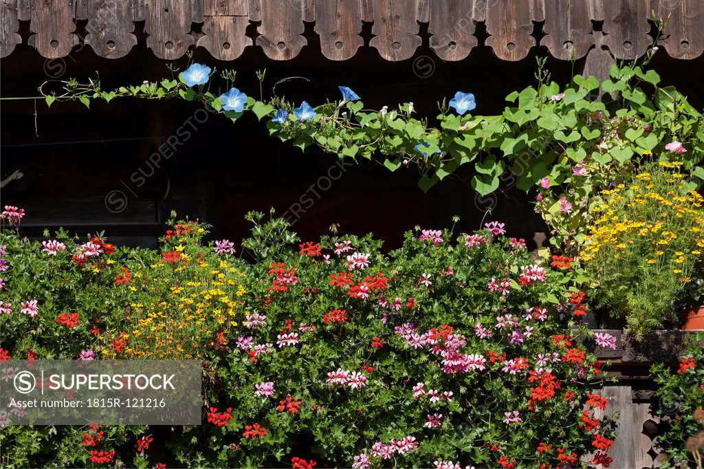 Germany, Various flower growing on balcony at farmhouse