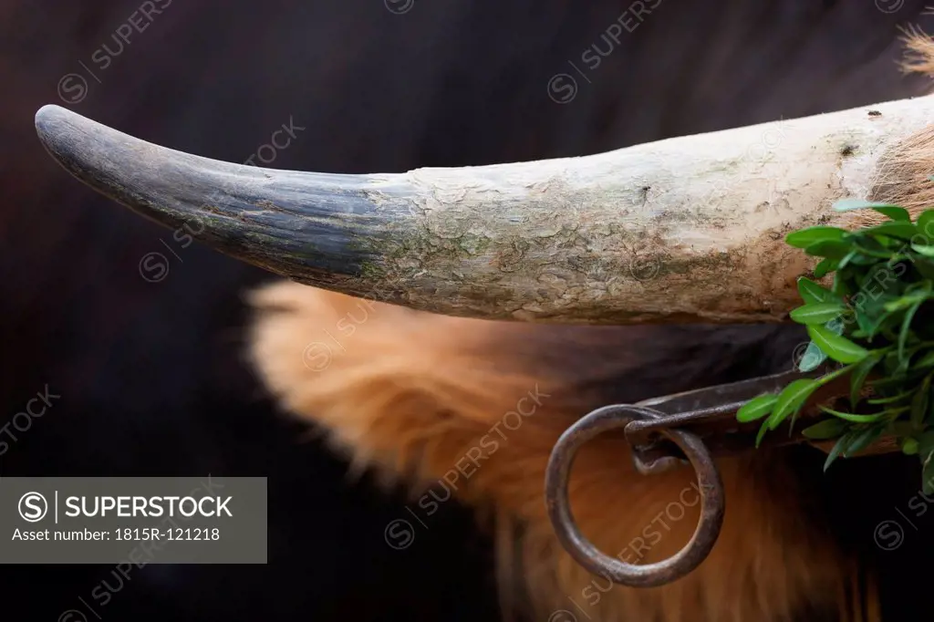 Germany, Horn of cow, close up