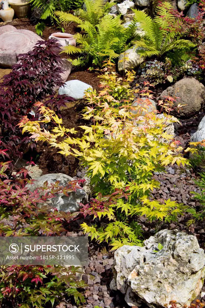 View of Japanese Maple