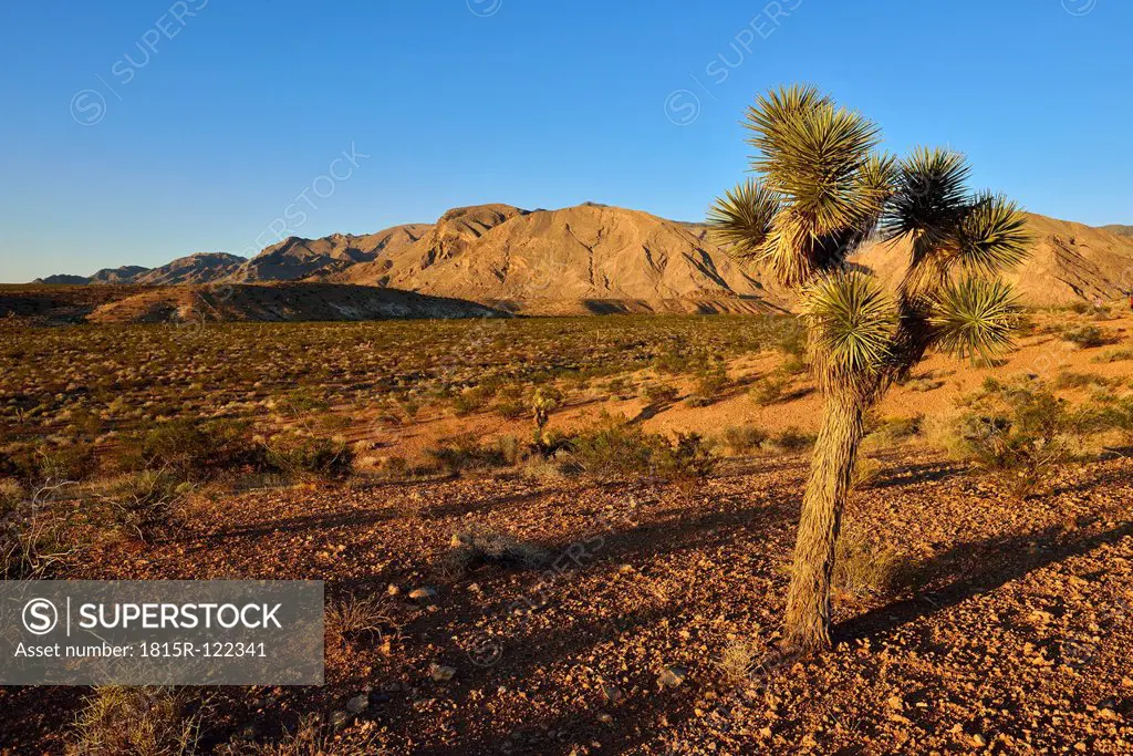 USA, Nevada, View of Mojave Desert with Joshua Tree, Virgin Mountains in background