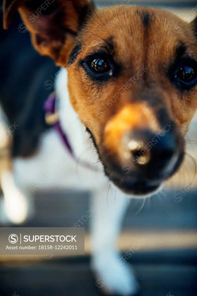 Jack Russell Terrier looking to camera