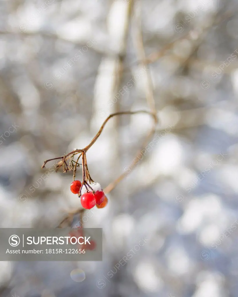 Germany, Red berries in snow