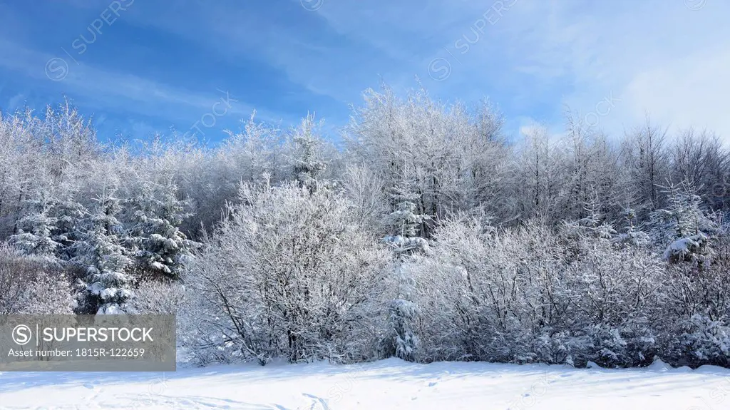 Germany, Trees and bushes with snow