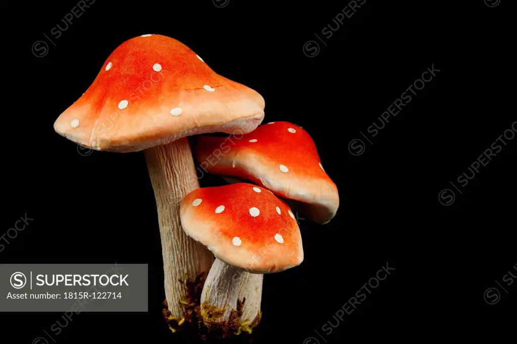Fly agaric mushrooms on blackground, close up