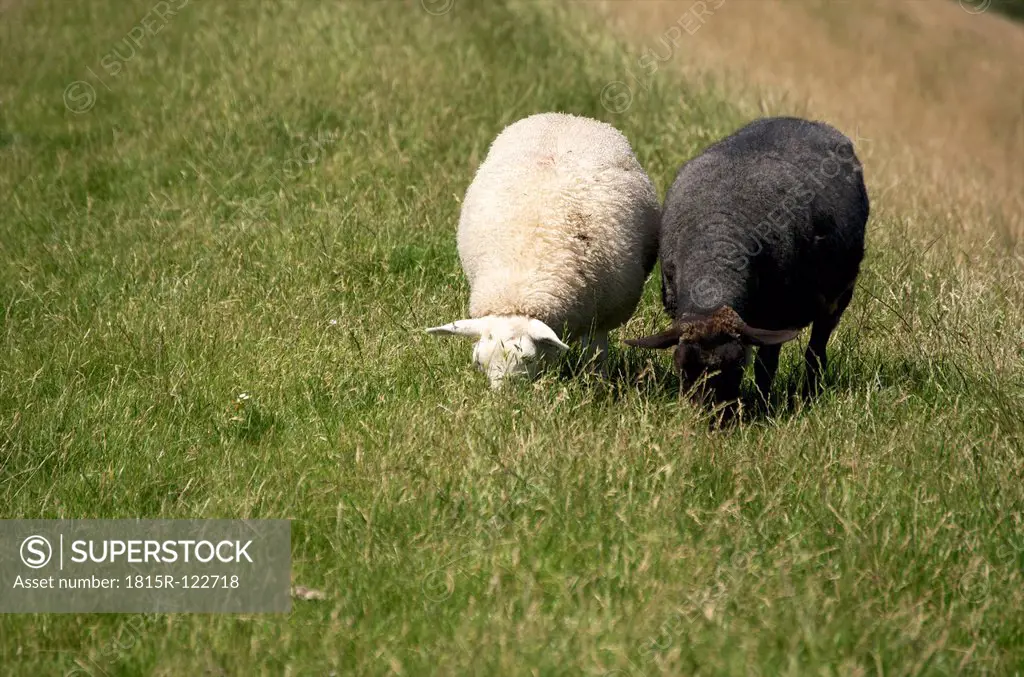 Germany, Lower Saxony, Sheep grazing grass