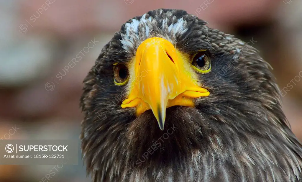 France, Stellers Sea Eagle, close up