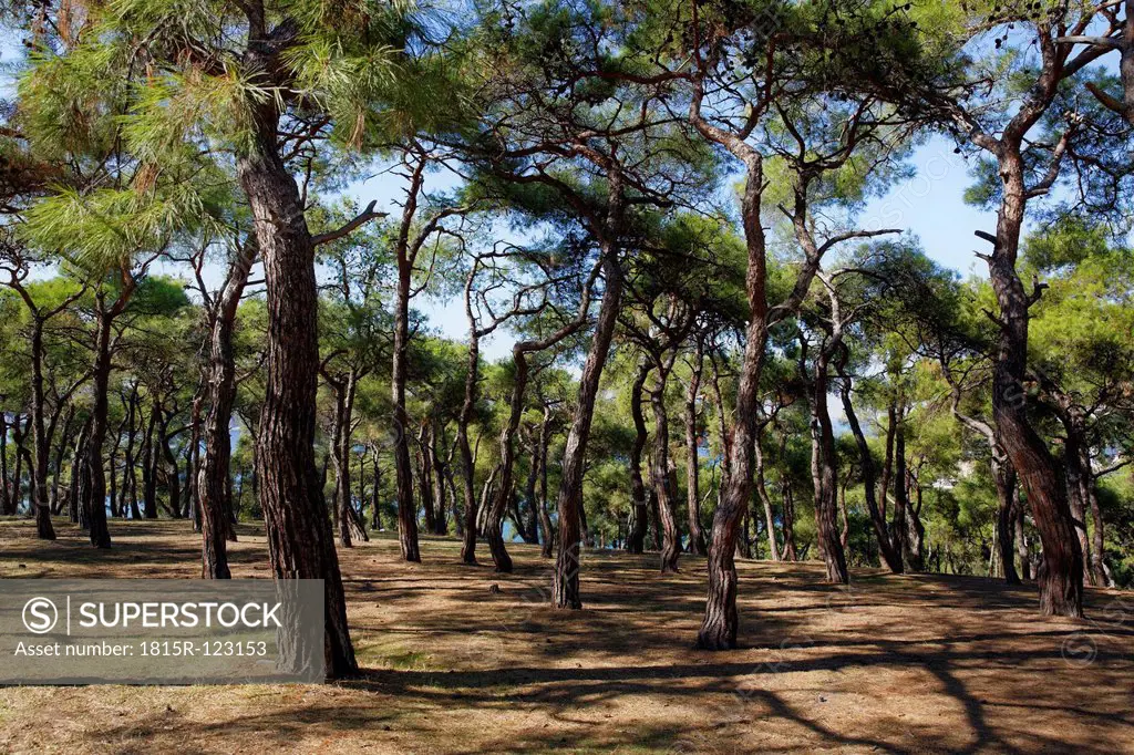 Turkey, Istanbul, View of pine forest at Buyukada