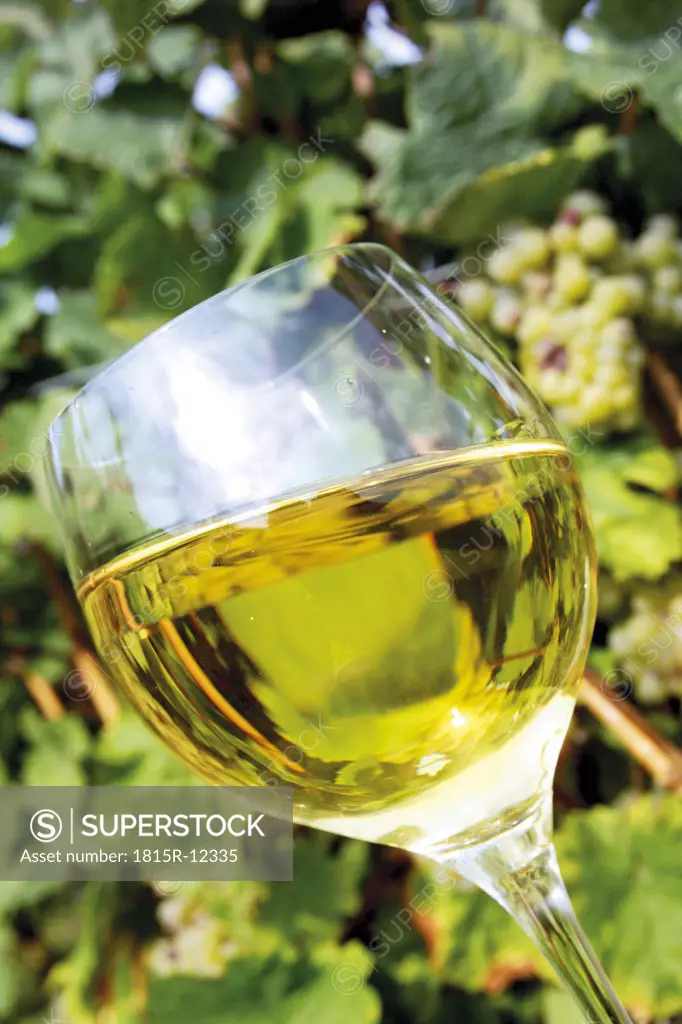 Winetasting, glass of white wine