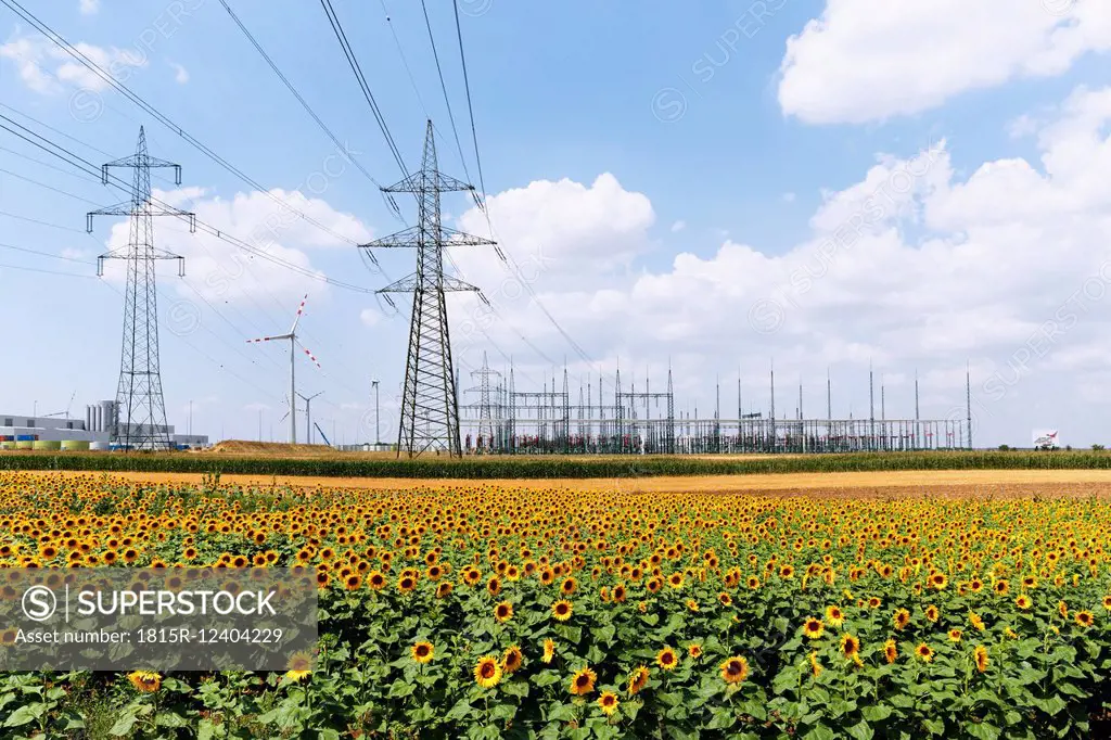 Austria, Burgenland, sunflower field and wind farm Moenchhof-Halbturn