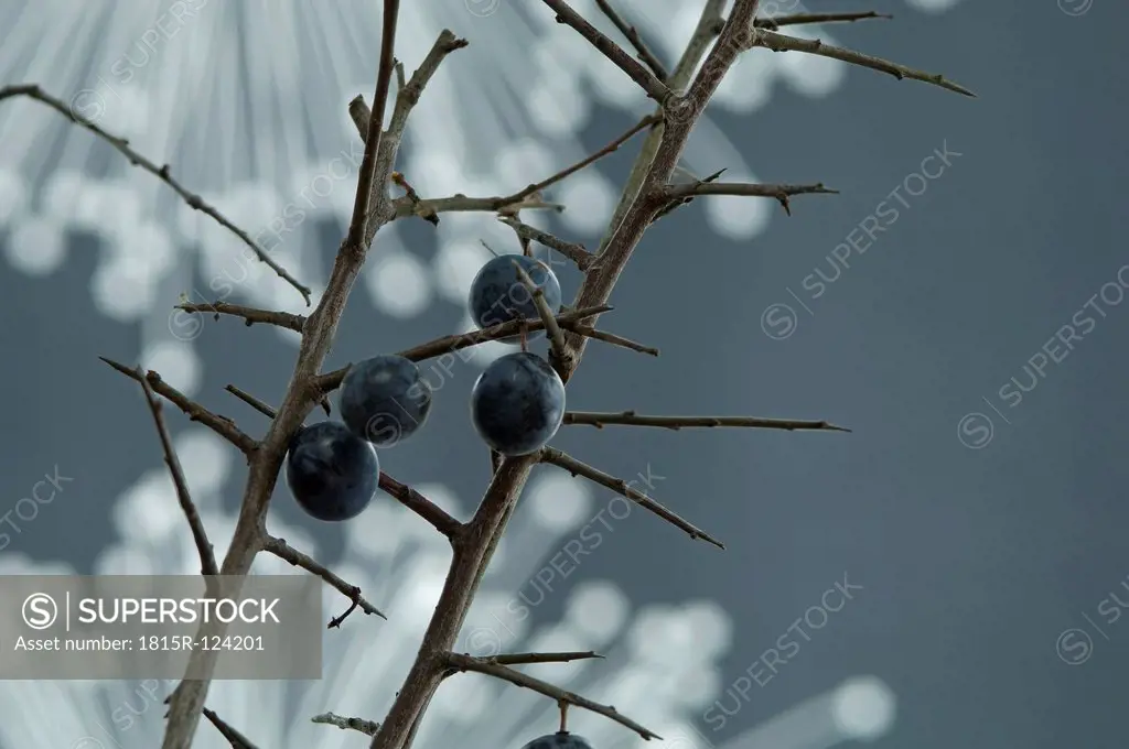 Blackthorn and fibre optic in background, close up