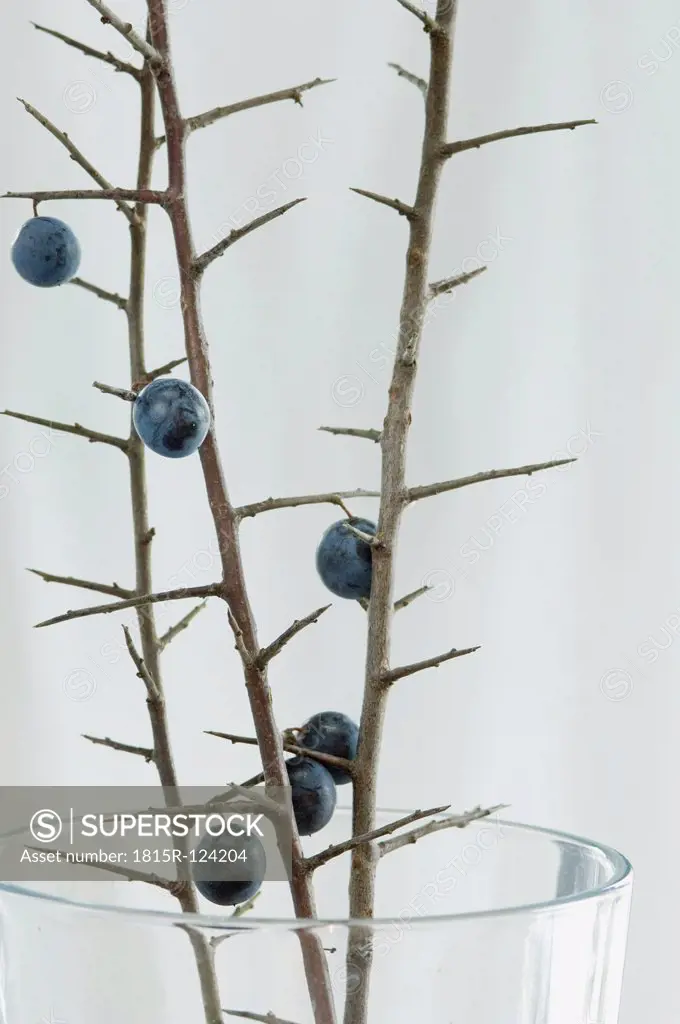 Blackthorn in glass against white background, close up