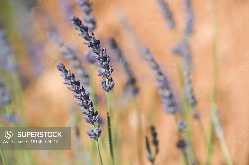 France, View of lavender flower