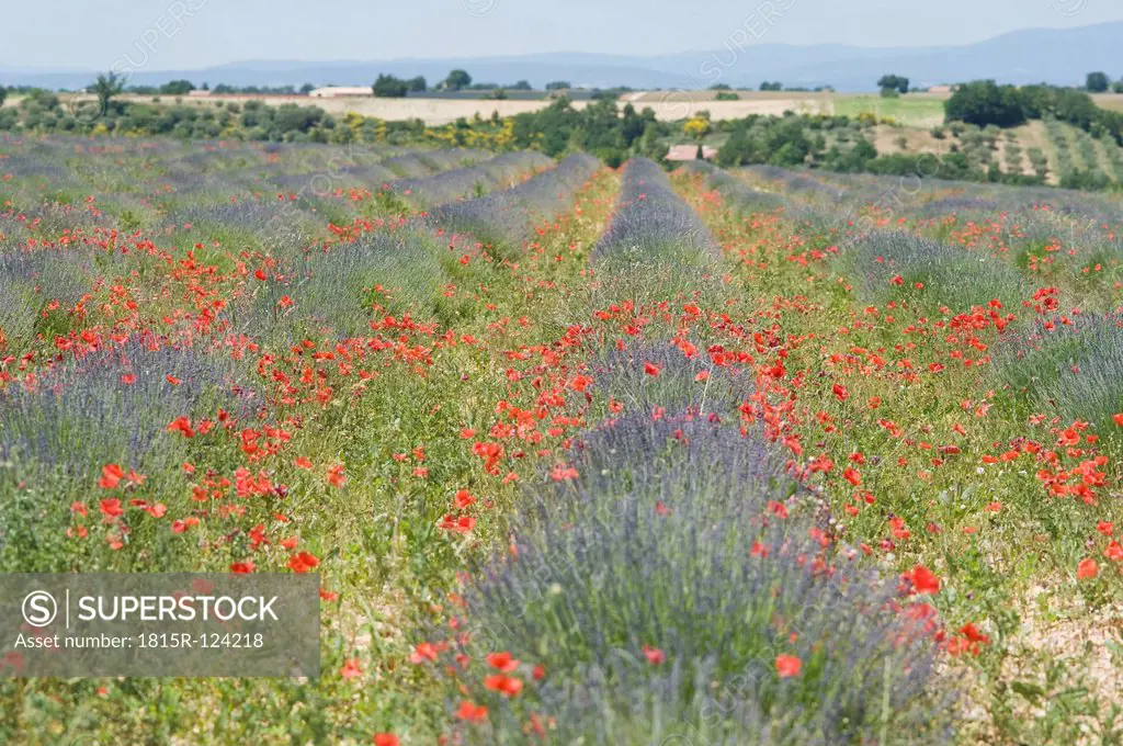 France, Provence, Valensole, View of lavender and red poppy flowers
