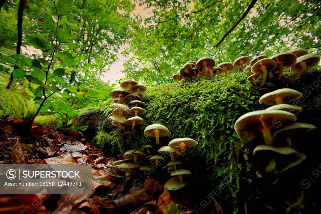 Spain, Urkiola Natural Park, Fungi growing on tree trunk
