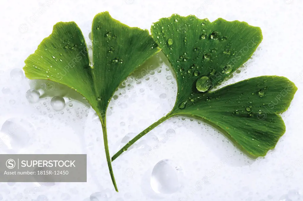 Ginko leaves with water drops