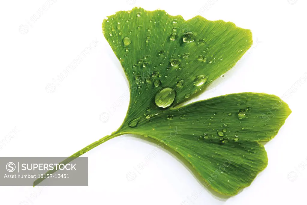 Ginko leaf with water drops, close-up