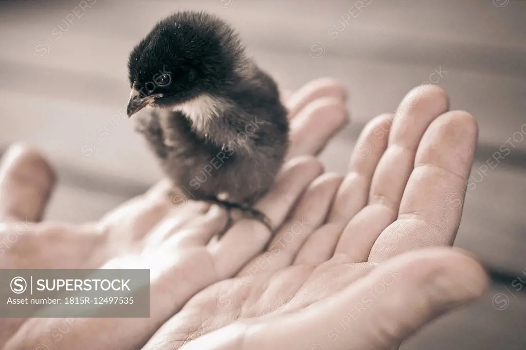 Young chicken on man's hands