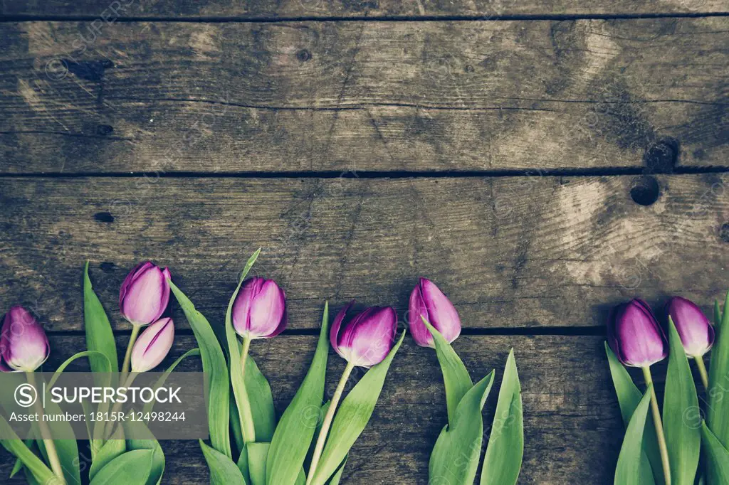 Tulips on dark wood