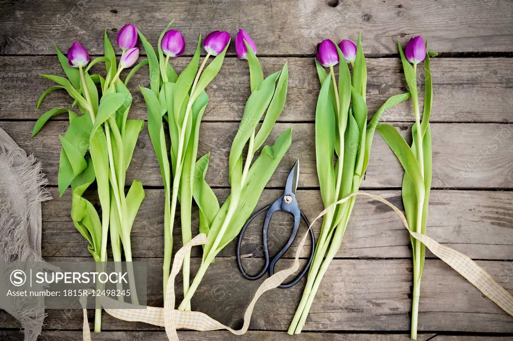 Tulips on dark wood, scissors, ribbon and jute