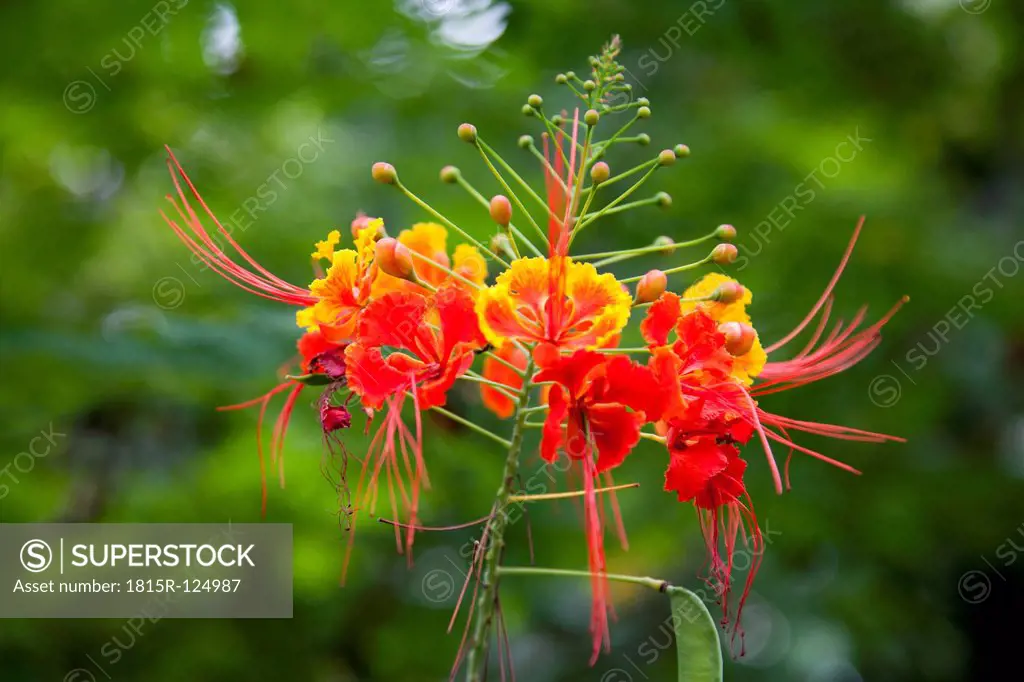 Brazil, View of peacock flowers