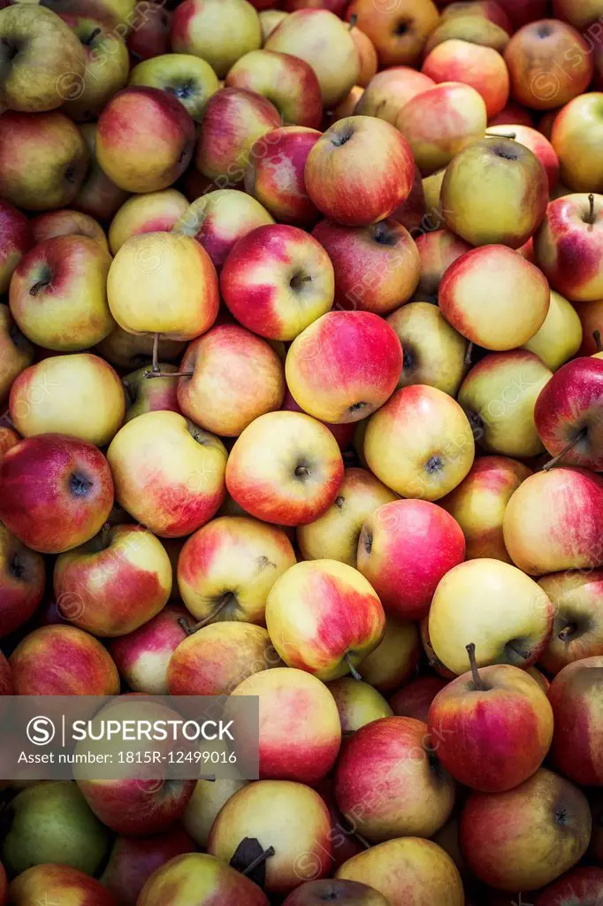Germany, Lower Saxony, Hildesheim, Apples, sort Elstar, at market