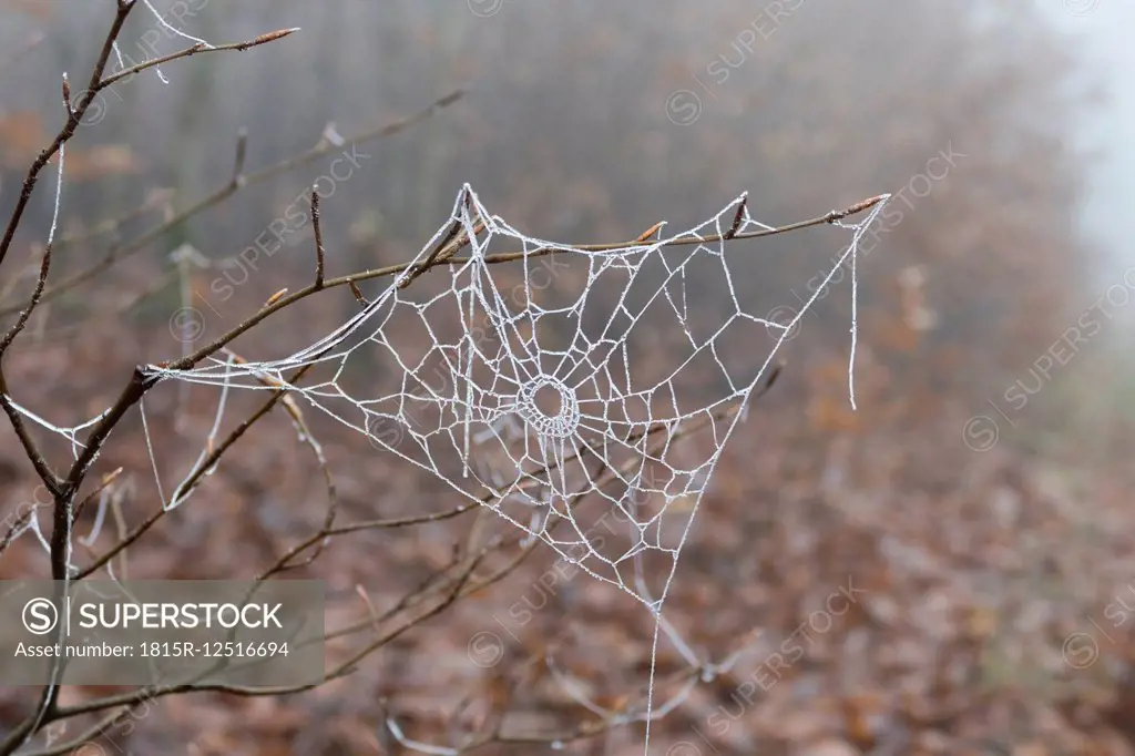 Germany, Hesse, Taunus, frost-covered cobweb