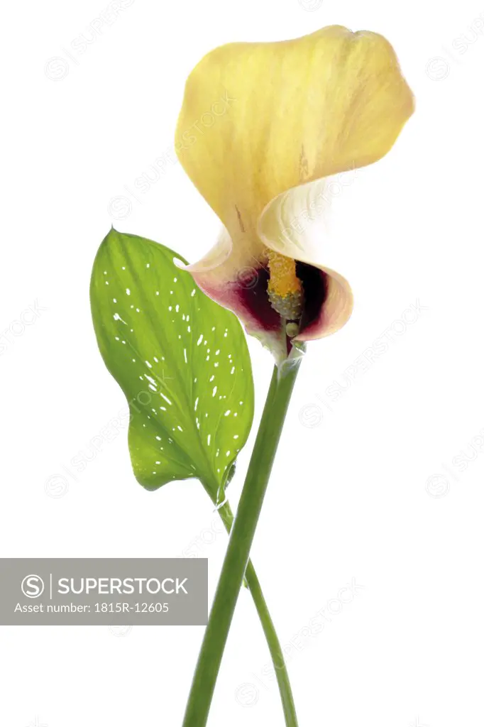 Yellow calla lily (zantedeschia aethiopica), close-up