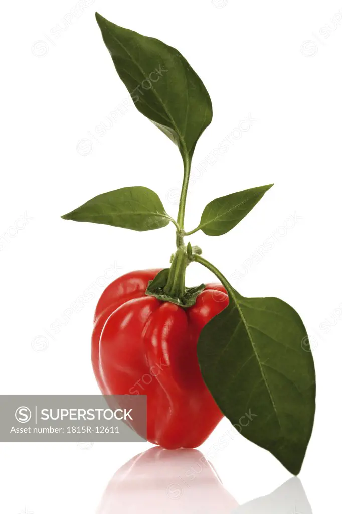 Red bell pepper (capsicum annuum) with leaves, close-up