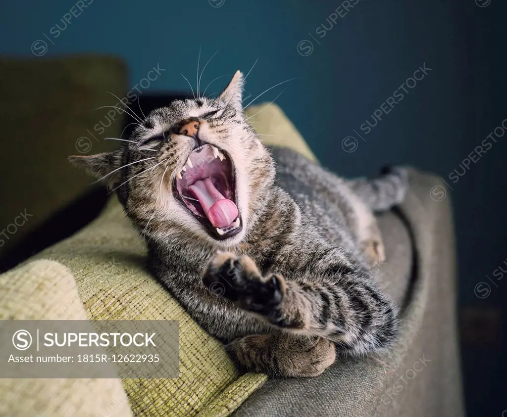 Portrait of yawning cat lying on the backrest of a couch