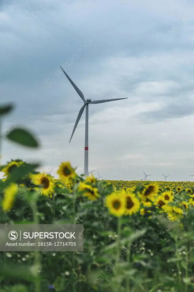 Sunflower field and wind farm